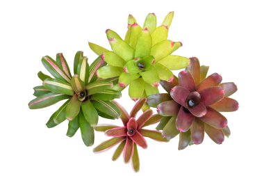 Bromeliad, izole tropikal bitki