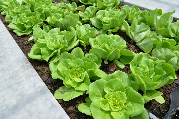 Row of lettuces grow in a farm — Stock Photo, Image