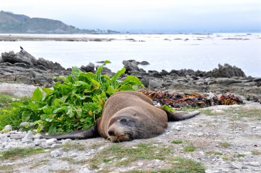 Kaikoura, Güney Adaları, Yeni Zelanda plaj tembel kürk mühür