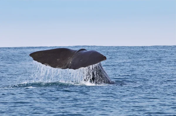 Sperm Whale tail — Stock Photo, Image
