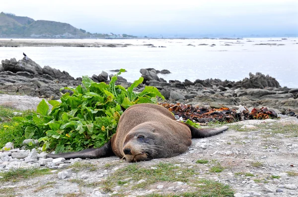 在新西兰凯库拉，南部的岛屿，海滩上的懒毛皮海豹。 — 图库照片