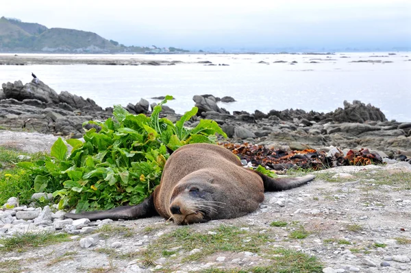 Líný kožešinová pečeť na pláži Kaikoura, jižní ostrovy, Nový Zéland — Stock fotografie