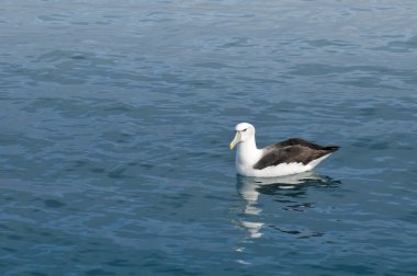 Kaikoura, Yeni Zelanda bir sakin okyanus yüzeyi üzerinde dinlenme Albatros
