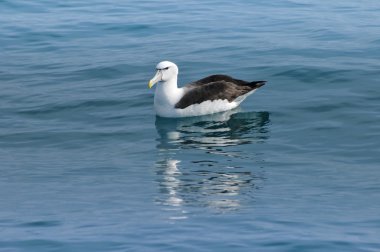 Kaikoura, Yeni Zelanda bir sakin okyanus yüzeyi üzerinde dinlenme Albatros