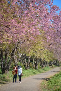 Khun Wang, Chiang Mai, Tayland