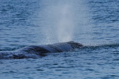 Sperm balinası. Balina izlerken cruise Kaikoura, Yeni Zelanda alınan resim