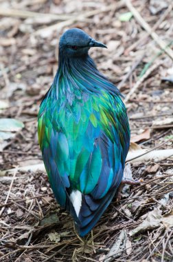 Nicobar güvercin, egzotik kuş, Tayland
