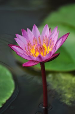 Mor lotus, Chiang Mai, Tayland