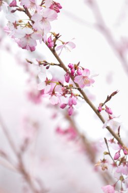 Kiraz çiçeği arka plan (Sakura)