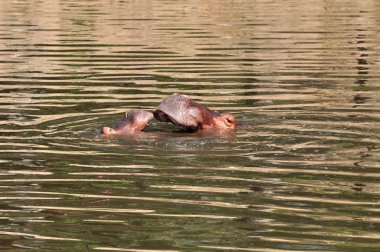 Bir su birikintisi oynayan iki su aygırı