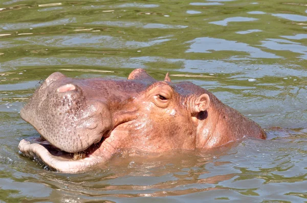 Hippopotame dans la rivière gros plan — Photo