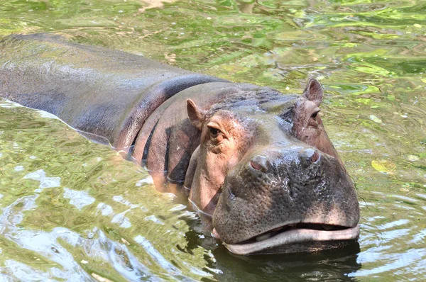 Hippopotamus in the river close up — Stock Photo, Image