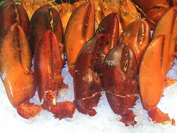 Boiled lobster claw on ice