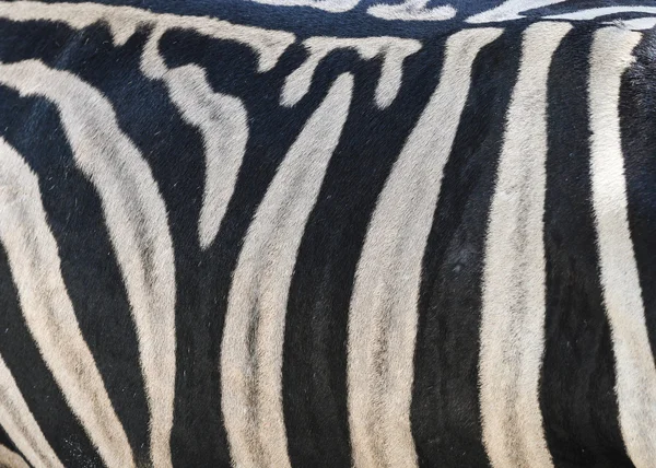 Zebra skin pattern - close up — Stock Photo, Image
