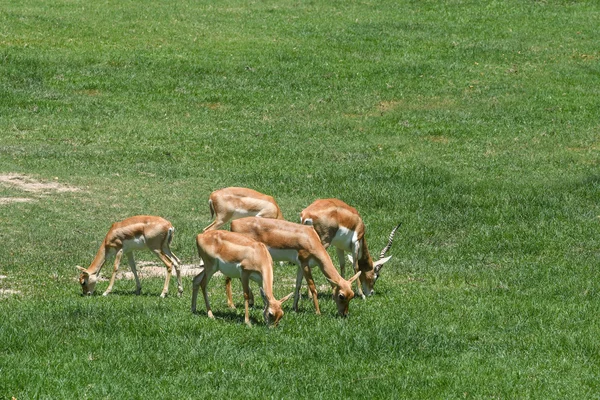 Blackbucks are eating grass in the fields — Stock Photo, Image