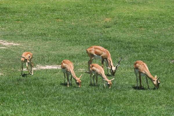 Les Blackbucks mangent de l'herbe dans les champs — Photo