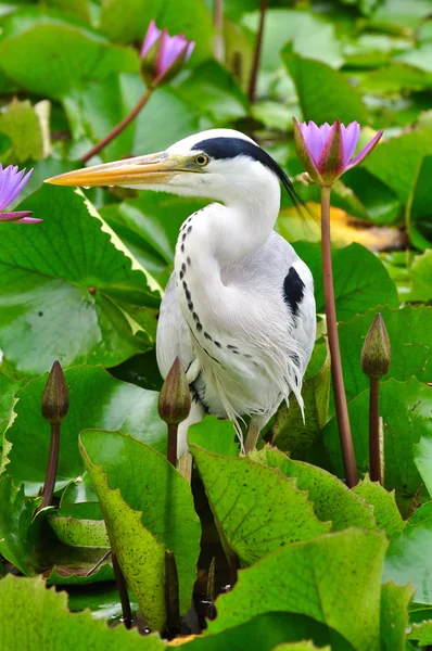 Garza gris en estanque de loto, Maldivas — Foto de Stock