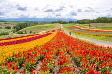 Renkli çiçek alanında Hokkaido, Japonya