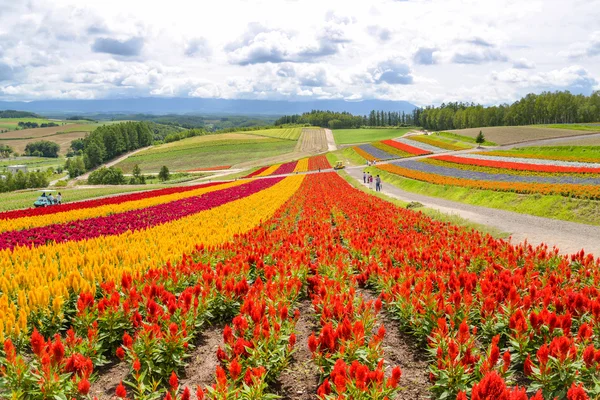 Campo de flores colorido en Hokkaido, Japón — Foto de Stock