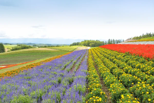 Campo de flores colorido en Hokkaido, Japón — Foto de Stock