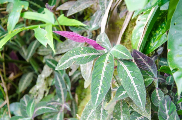 Persian Shield Amazing Purple Leaves Strobilanthes Dyeriana — Stok Foto