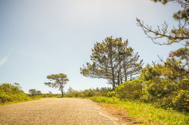 Old centennial trees and blue sky in north of San Francisco