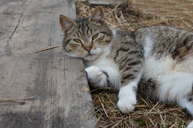 Tekir kedi bahçedeki tahta tahtalarda yatıyor ve bakıyor.