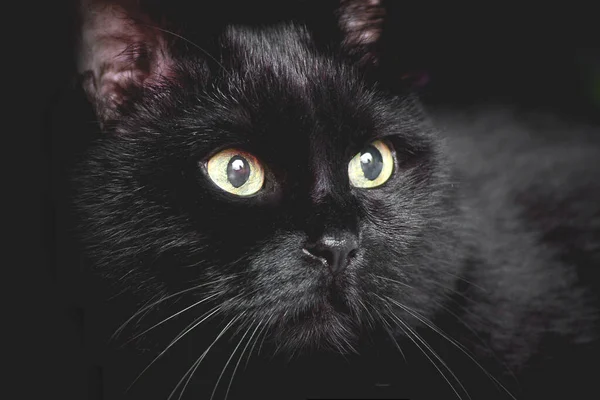 Μαύρη Όμορφη Γάτα Τεράστια Κίτρινα Μάτια Μαύρο Φόντο — Φωτογραφία Αρχείου