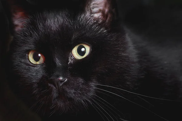 Negro Hermoso Gato Con Enorme Amarillo Ojos Negro Fondo — Foto de Stock