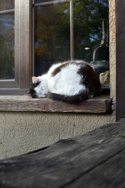 Puszysty Kot Śpiący Ulicy Zwinięty Przy Oknie Drewnianym Parapecie — Zdjęcie stockowe