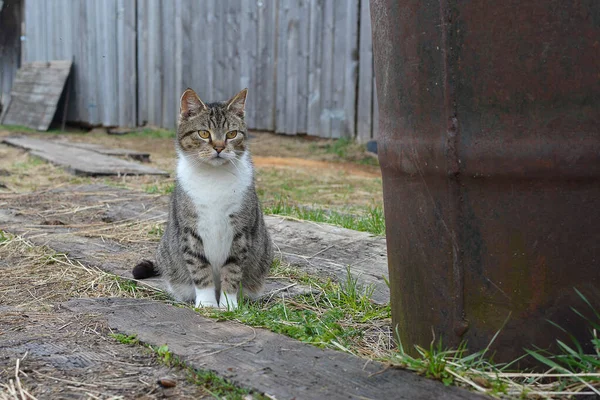 Köyde bir kedi demir bir fıçının yanında oturur ve bir çitin arkasına yaslanır.
