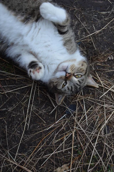 Tabby Katt Ligger Rygg Höet Gården Och Ser — Stockfoto