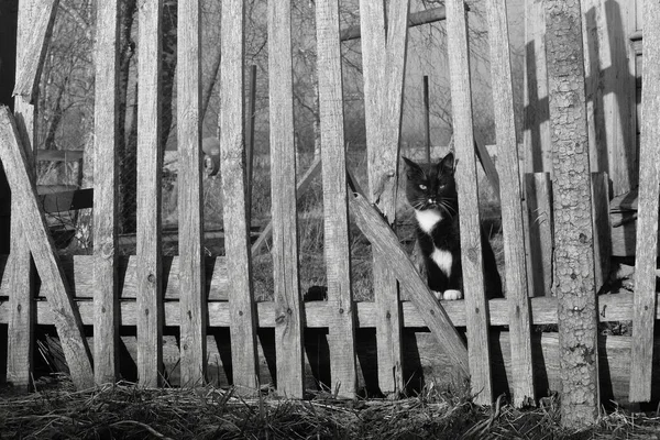 Beyaz benekli siyah bir kedi kırık bir çitin içine bakar ve bekçilik yapar.