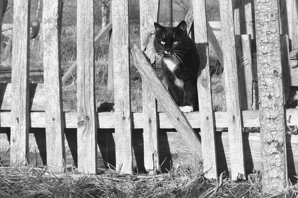 白い斑点のある黒い猫が壊れたフェンスとガードを調べる ストック画像