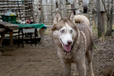 Mavi gözlü, pis, iri yarı köpek başka yere bakıyor.