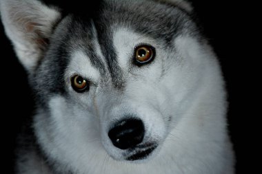 Siyah arka planda güzel, iri yapılı bir köpek neşeli görünüyor.