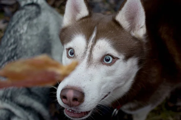 Kızıl saçlı, iri gözlü, güz yaprağına bakan.