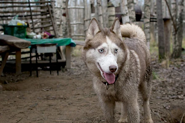 Brudny Husky Pies Niebieskimi Oczami Odwraca Wzrok — Zdjęcie stockowe