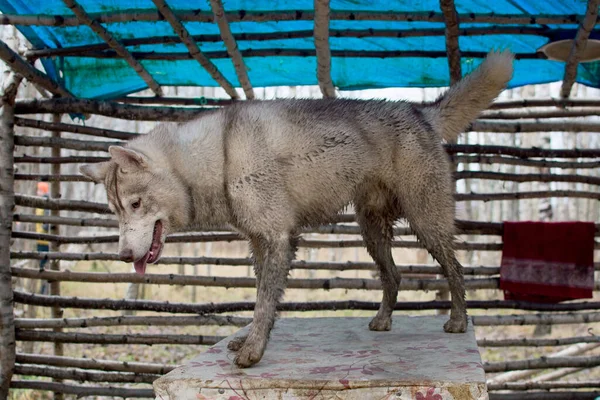 Pis, iri kıyım köpek diliyle çardakta masanın üstünde duruyor.
