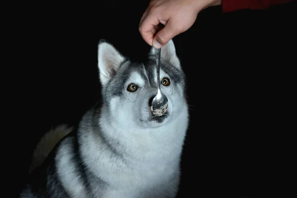 Piękny Pies Husky Czarnym Tle Liże Łyżkę Jedzeniem — Zdjęcie stockowe
