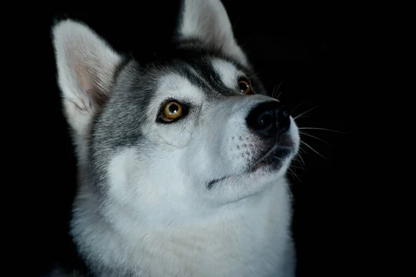 Piękny Husky Pies Czarnym Tle Patrzy Górę Brązowymi Oczami — Zdjęcie stockowe