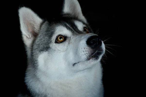 Hermoso Perro Husky Sobre Fondo Negro Mira Hacia Arriba Con — Foto de Stock