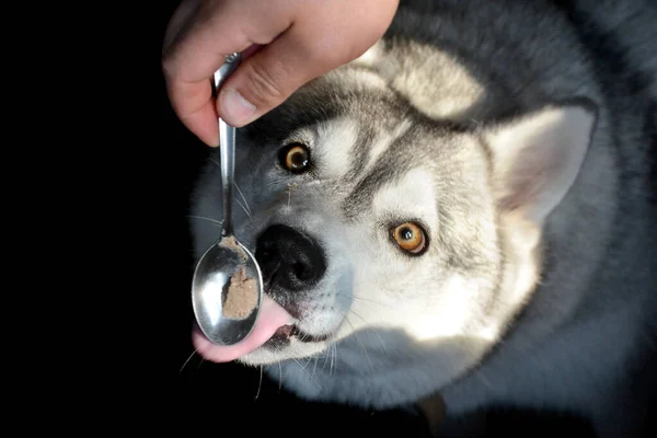 Belo Cão Husky Fundo Preto Lambe Uma Colher Com Comida — Fotografia de Stock