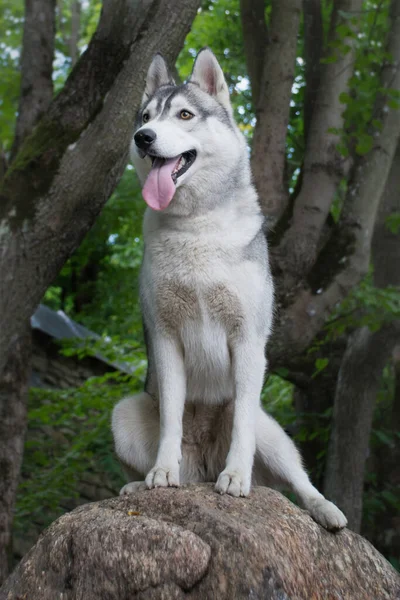 Husky Sienta Graciosamente Una Roca Bosque Con Pata Extendida Mira —  Fotos de Stock