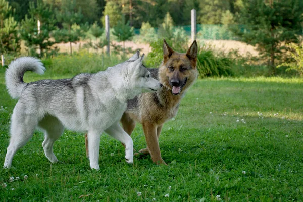 Köpekler tanışıyor ve çitlere karşı yeşil çimlerde oynuyorlar.