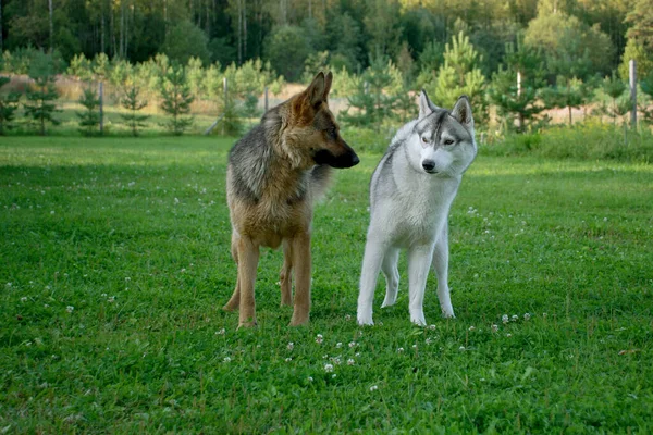 犬はフェンスに対して緑の芝生で知り合いと不満を取得します — ストック写真