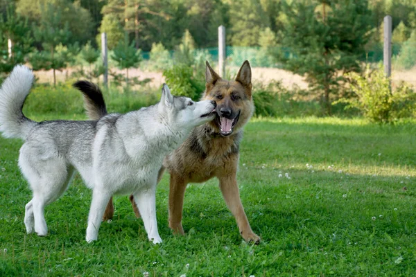 Psi Políbit Hrát Zeleném Trávníku Proti Plotu — Stock fotografie
