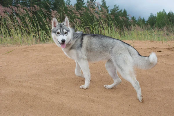 Husky Pies Spacery Plaży — Zdjęcie stockowe