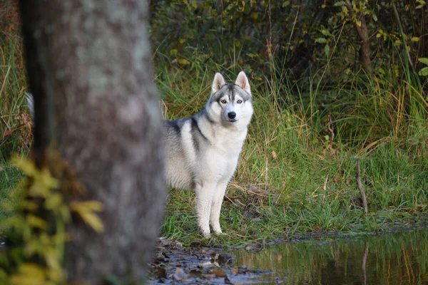 Ormandaki iri bir köpek gölün kenarındaki bir ağacın arkasından dışarı bakar.