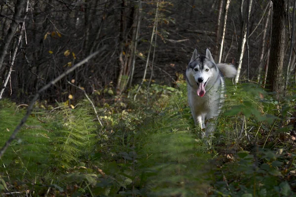 Husky Pies Spacery Jesiennym Lesie — Zdjęcie stockowe